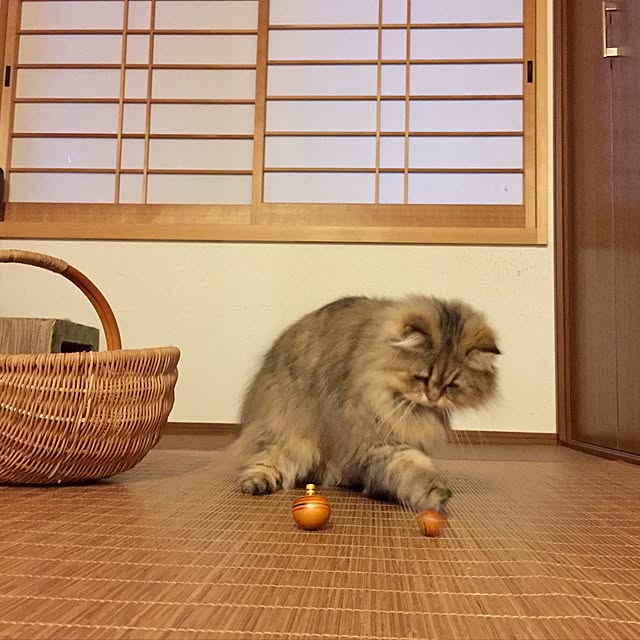 butachanさんの実例写真