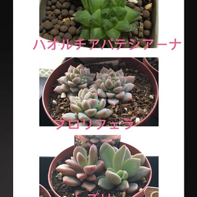 pinさんの実例写真