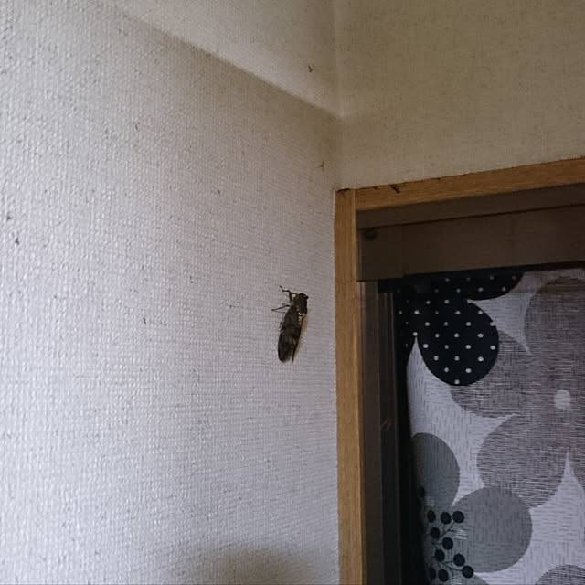 kyoro09gさんの実例写真