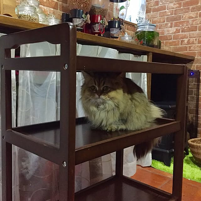 butachanさんの実例写真