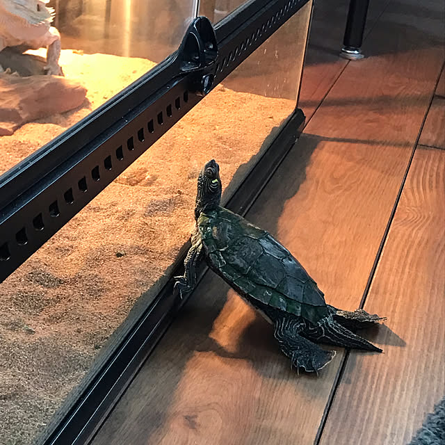 japitonさんの実例写真