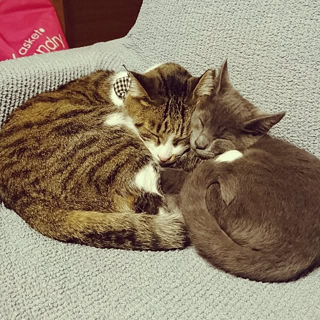 annさんの実例写真