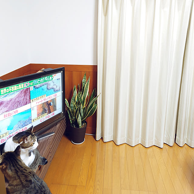 nachiさんの実例写真