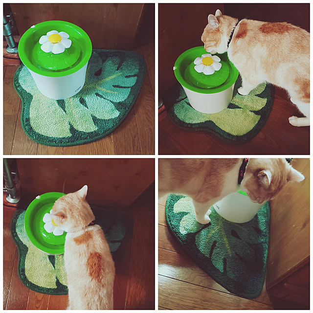 kobakissaさんの実例写真