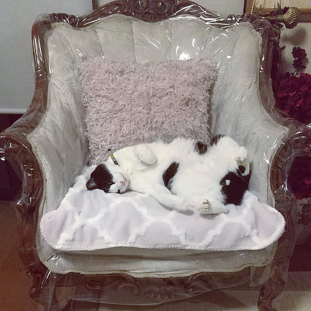 nikoさんの実例写真