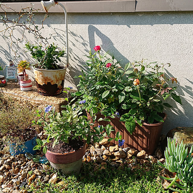 玄関/入り口/ガーデニング初心者/観葉植物/庭/多肉植物...などのインテリア実例 - 2021-06-15 07:31:07