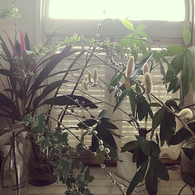 雑貨/観葉植物/玄関/入り口のインテリア実例 - 2019-10-31 20:32:57