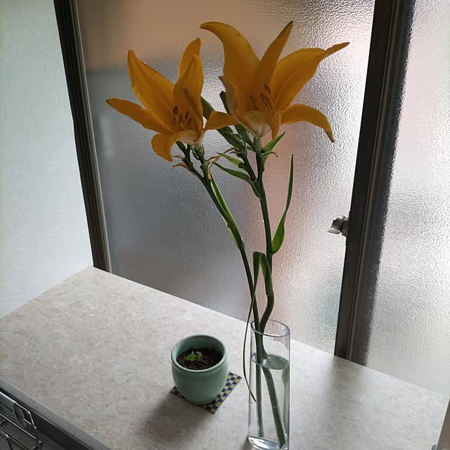 キッチンのインテリア実例 - 2023-05-31 11:48:52