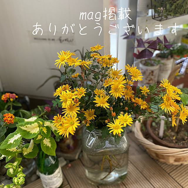 mamiさんの実例写真