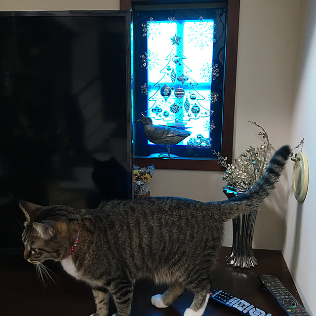 shigimiさんの実例写真