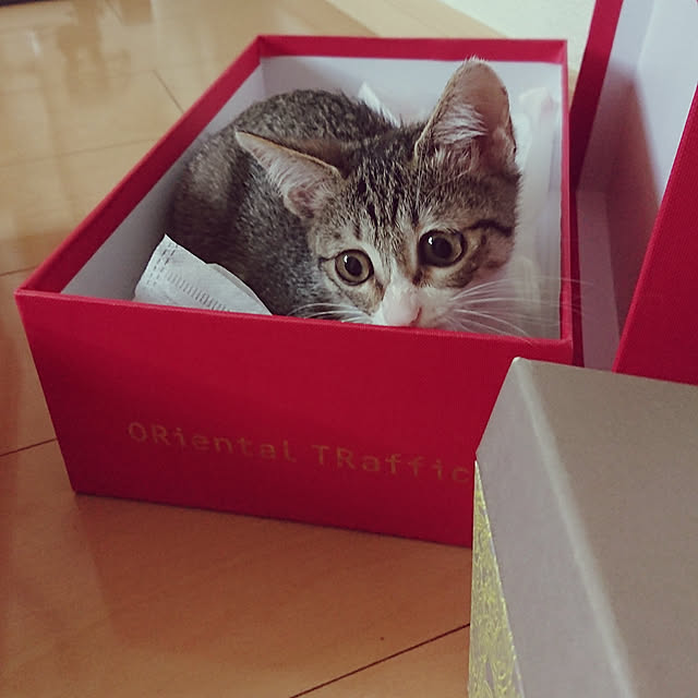 Qooさんの実例写真