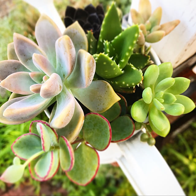 **yuu**さんの実例写真