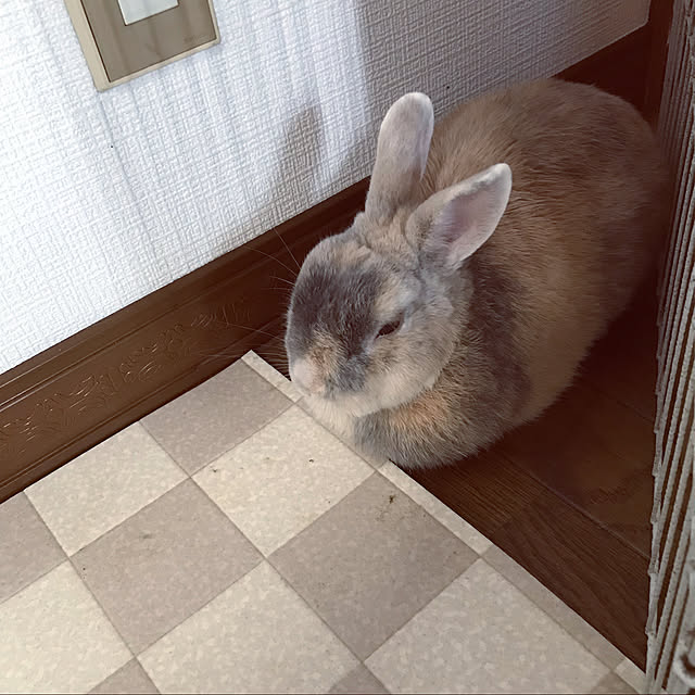 acoさんの実例写真