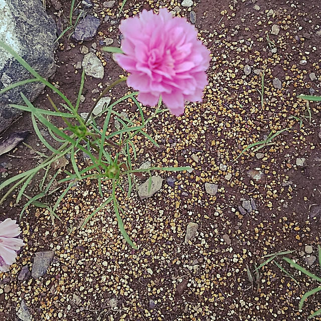 sunflowerさんの実例写真