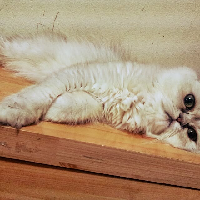 hiroko5410さんの実例写真