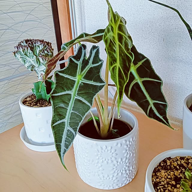 hanachanさんの部屋