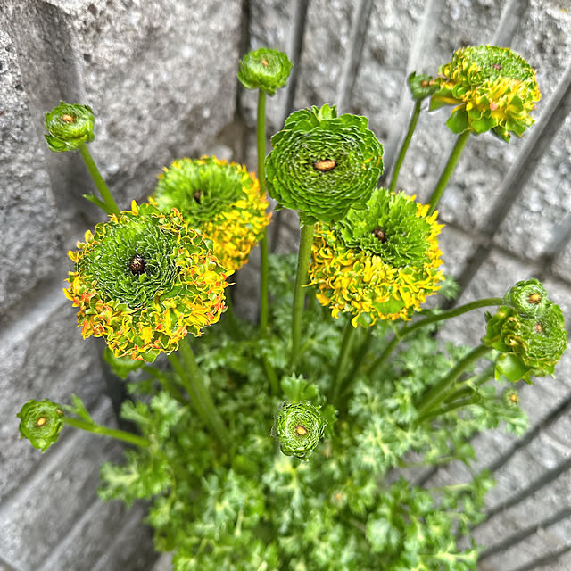 nyanko-beamさんの部屋