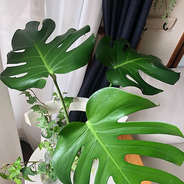sakurakoさんの実例写真