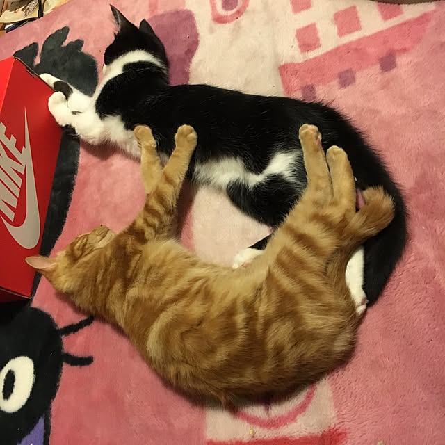 miyabiさんの実例写真