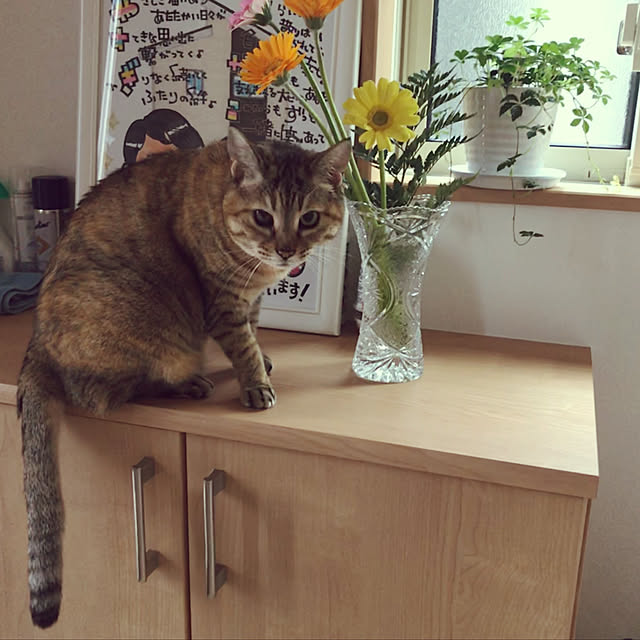 minakodeenさんの実例写真