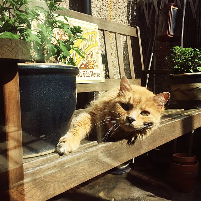nekohigeさんの実例写真