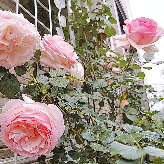 aikkoさんの実例写真