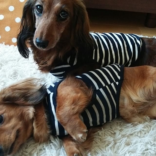 maronmomoさんの実例写真