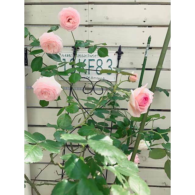 saooo39さんの実例写真