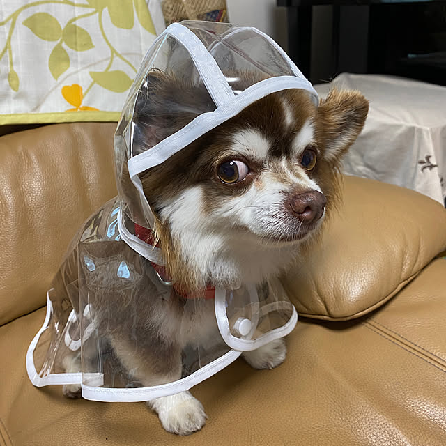 chIoeさんの実例写真