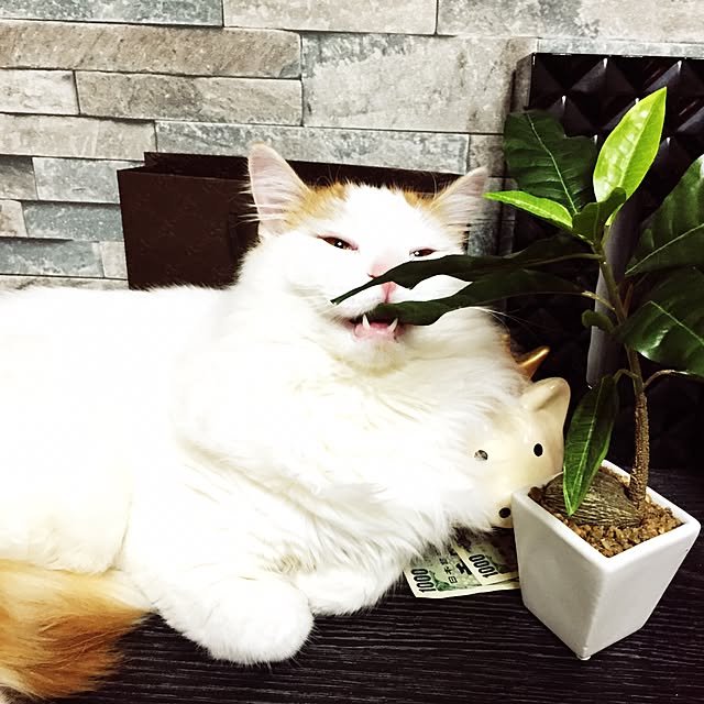 ayuyoshiさんの実例写真