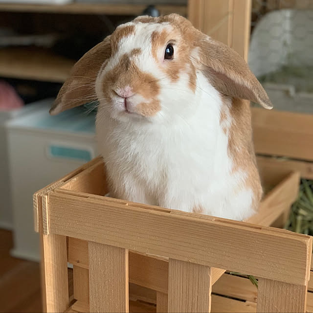 RABIHAさんの実例写真