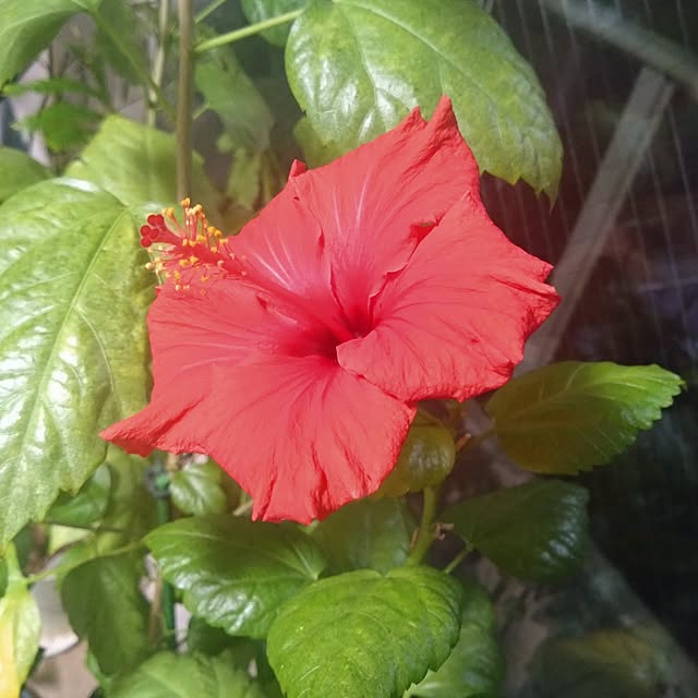 NAOKIさんの実例写真