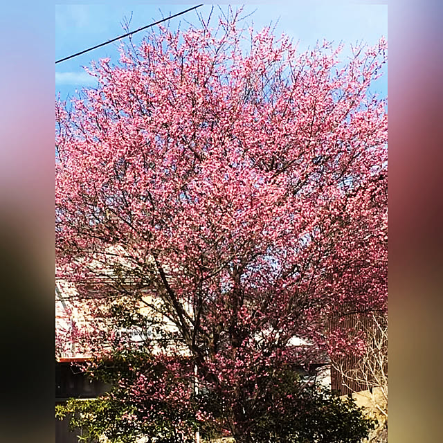cotaさんの実例写真