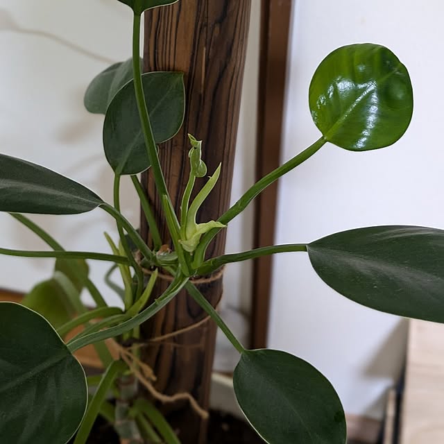 asaさんの部屋