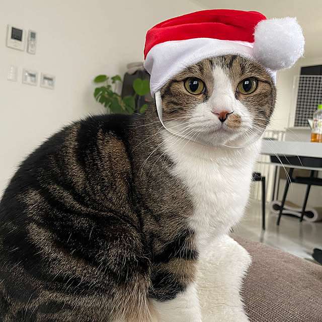 maimaiさんの実例写真