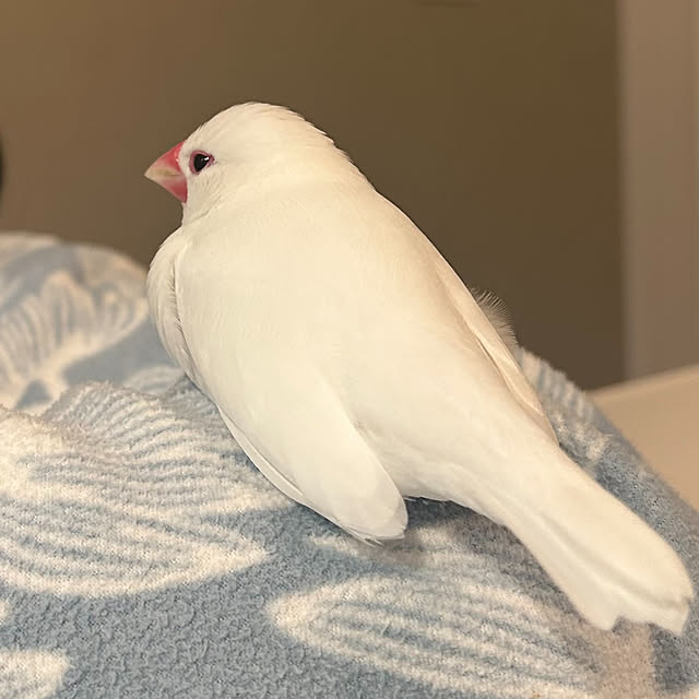 otokiさんの実例写真
