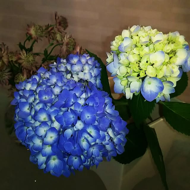 Shihoさんの実例写真