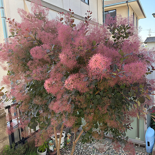 chIoeさんの実例写真