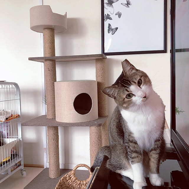 nekomiさんの実例写真