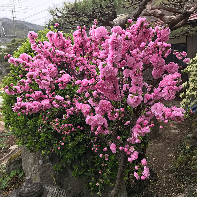 akoさんの実例写真
