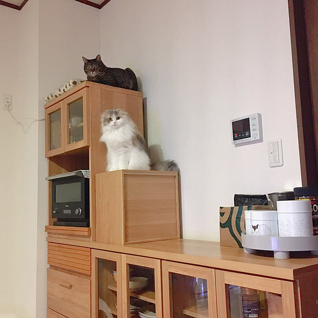 コーヒーコーナー/食器棚/推しのいる生活/猫のいる生活/ねこと暮らす...などのインテリア実例 - 2022-03-02 12:07:53