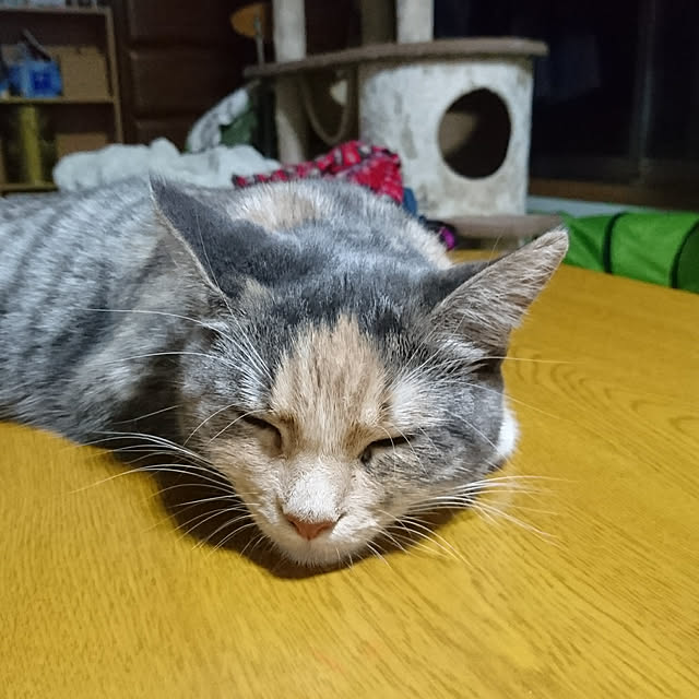 shinobuさんの実例写真
