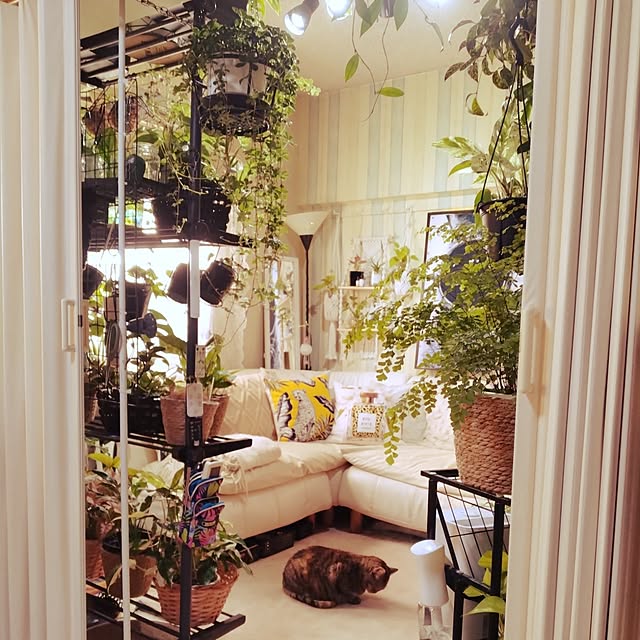 リビング/リビング/インテリア/観葉植物/いつもいいねやコメありがとうございます♡...などのインテリア実例 - 2026-03-21 19:53:56