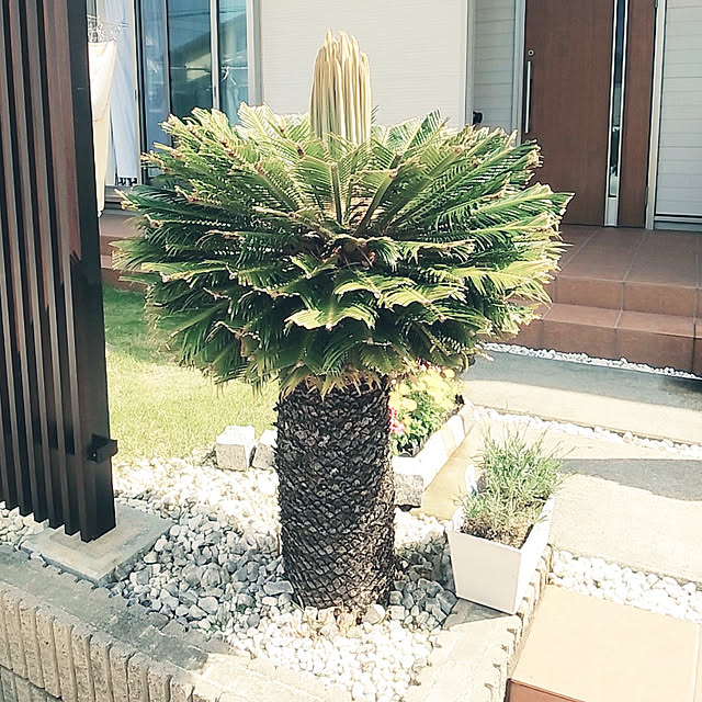 tomoさんの実例写真