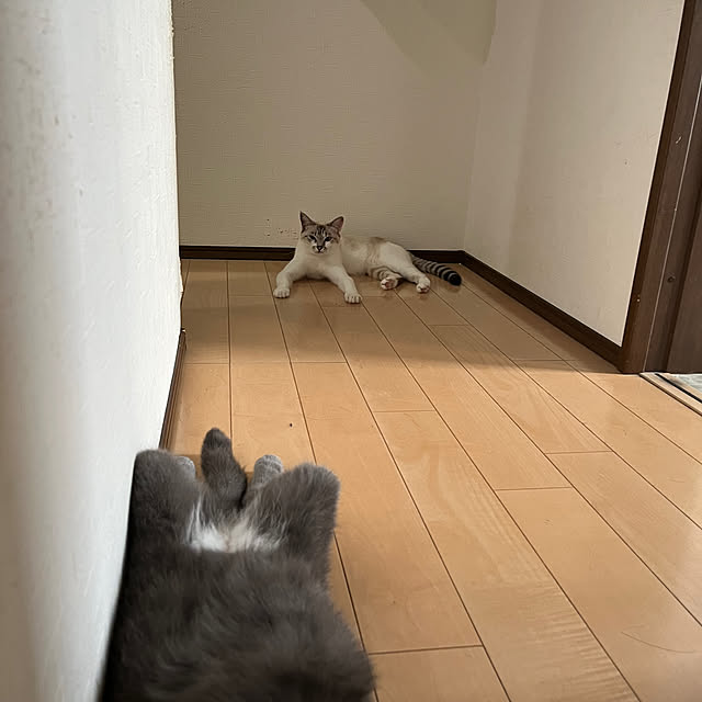 nekoさんの部屋