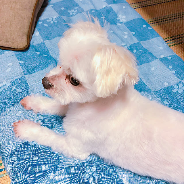 suzua419tavathaさんの実例写真