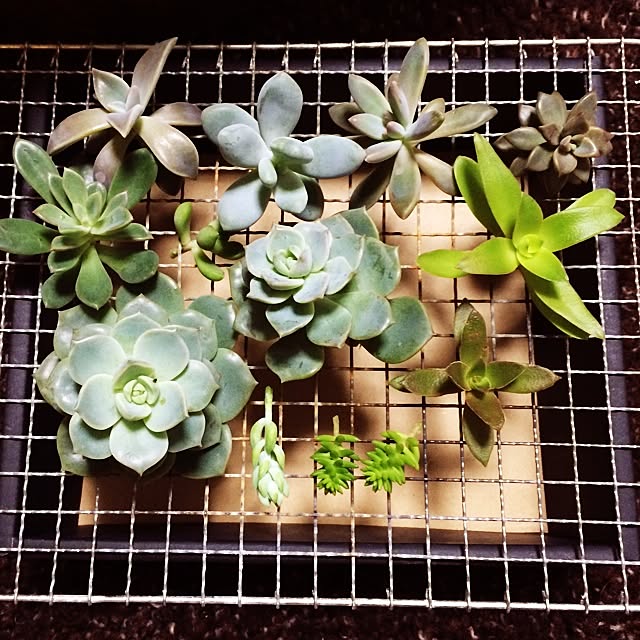 Minamiさんの実例写真