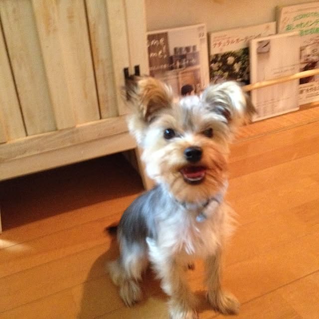 mayuoさんの実例写真
