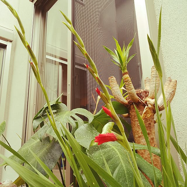 SSさんの実例写真