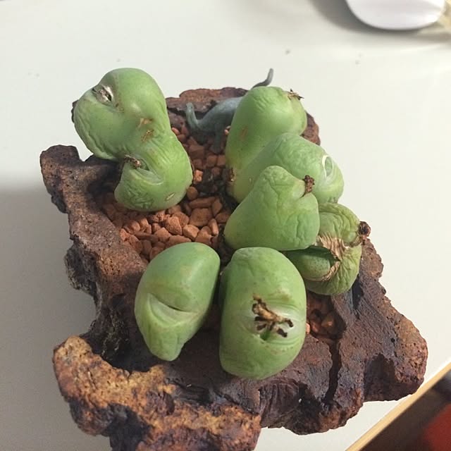 moechiさんの実例写真